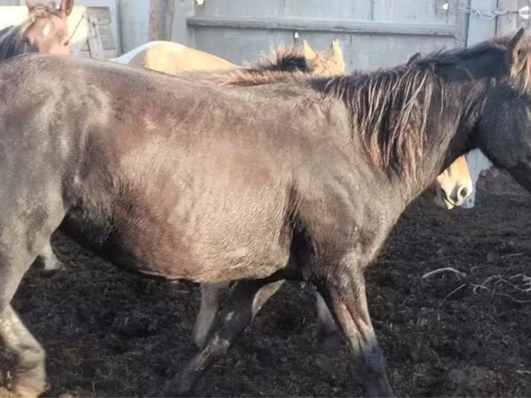 Yegua, Kustanai horse