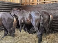 Horse (M), Horses — photo 2
