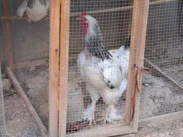 براهما
