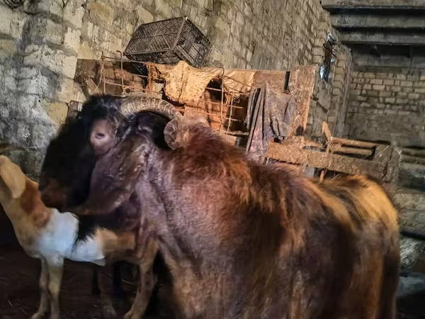 Billy Goat, Kamori goats