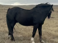 Caballo, Caballos — foto 1