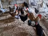 Chickens — foto 8
