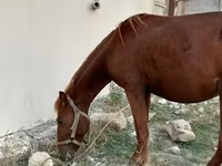 حصان, Karabakh horse — الصورة 4