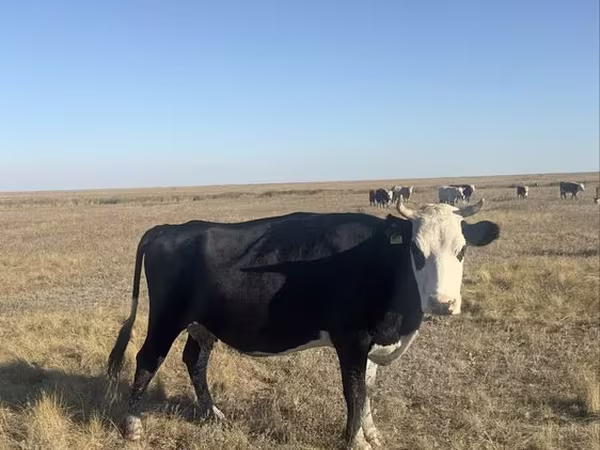 Cow, Cattle