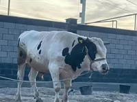 Toro, Raza Holstein — foto 3