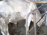 Bull, Swiss cattle — photo 5