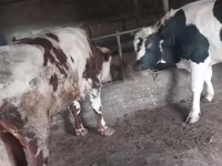 公牛, Russian Black pied cattle — 照片 3