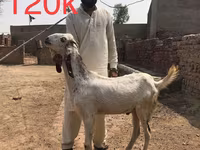 ماعز (دفعة، الجنس غير محدد), Najdi goat — الصورة 4