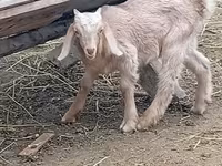 Cabro, Damask goat — foto 2
