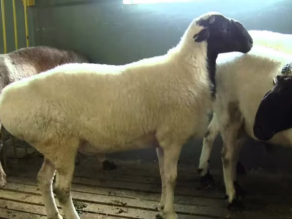मेढ़ा, Suffolk sheep