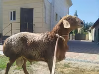 Ram, Rhon sheep — photo 2