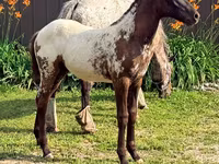 Mare, Appaloosa — photo 1