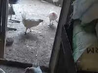 Chickens — Foto 1