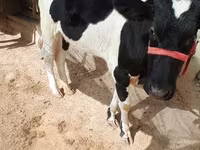 母牛, Russian Black pied cattle — 照片 1