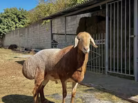 Carnero, Arashan sheep — foto 1