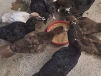Chickens — photo 2