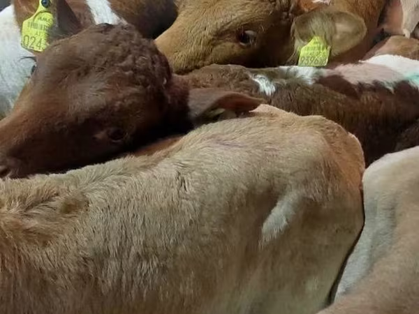 Toro, Ganado vacuno