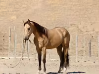 Caballo, Quarter Horse — foto 5