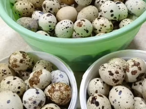 Индейки
