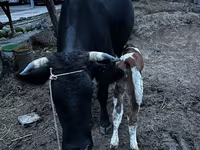 بقرة, Latvian Blue cattle — الصورة 4