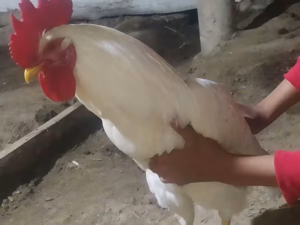 Chickens