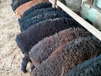 Widder, Arabi sheep — Foto 1