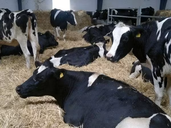 母牛, Holstein breed