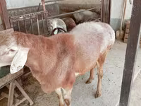 Ram, Arashan sheep — photo 5