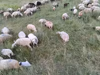 Sheep, Balbas sheep — photo 7