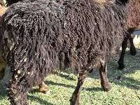 كبش, الأغنام — الصورة 4