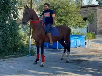 Caballo, Arabian horse — foto 1