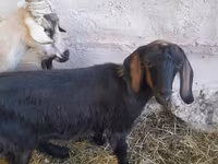عنزة, Nubian Goat — الصورة 5