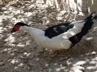 Magpie — photo 2