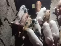 Boar, Pigs — photo 3