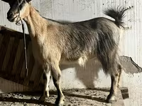 Ziege, Alpine goat — Foto 1