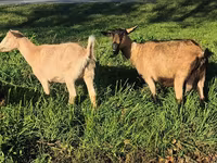 Goat, Alpine goat — photo 4