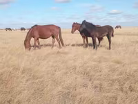 فرس, Horse breed — الصورة 4