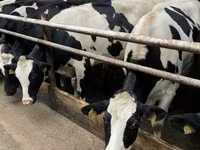 Vaca, Yaroslavl cattle — foto 4