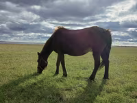 母马, Horses — 照片 3