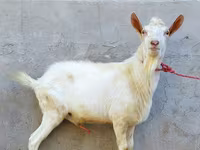 Cabro, Dutch Landrace goats — foto 1