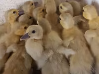 Ducks — الصورة 3