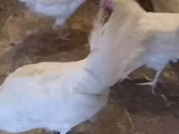 Leghorn — Foto 5