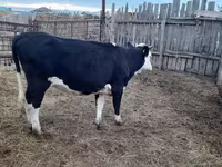 Vaca, Russian Black pied cattle — foto 2