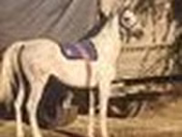Caballo, Arabian horse — foto 5