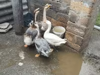 अफ्रीकन — फ़ोटो 2