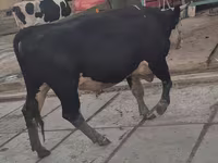 Toro, Simmental cattle — foto 4