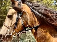 Horse (M), Missouri foxtrotter — photo 3