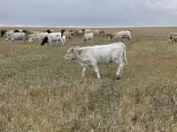 Toro, Swiss cattle — foto 4