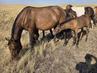 Yegua, Kazakh horse — foto 1