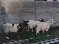Ziege, Nubian Goat — Foto 2